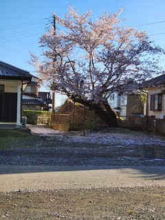 20240410_065131.jpg