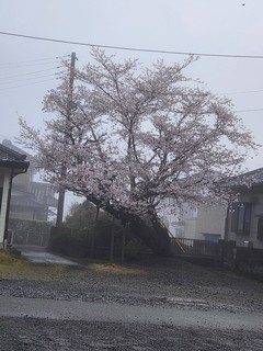 20250404_064940.jpg