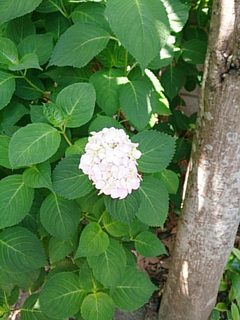 DSC_1236.jpg
