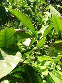 DSC_1237.jpg
