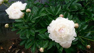 DSC_2159.jpg