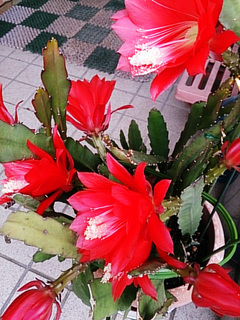 サボテンの花.jpg