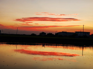 水面と夕陽と鳥.jpg